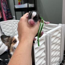 Green collar girl - Red female Pembroke Welsh Corgi puppy in Flat Rock, Alabama from Fluffy Butt Acres