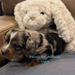 Syncing  Tucker - Blue merle male Australian Shepherd puppy in Tennessee from PaintedS Aussies