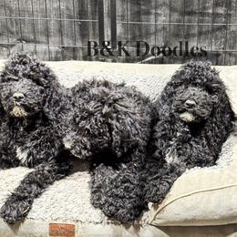 Winter - Black and white Bernedoodle puppy in Benton, Arkansas from B&K Doodles, LLC