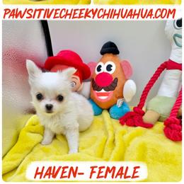 Haven - Cream female Chihuahua puppy in Williamsburg, Virginia from PAWSitive Cheeky Chihuahuas