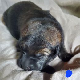 Boy 3 - Sable German Shepherd puppy in Mead, Colorado from North Creek German Shepherds
