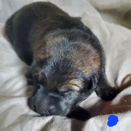 Boy 3 - Sable German Shepherd puppy in Mead, Colorado from North Creek German Shepherds