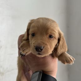 Boy 1 - Cream Dachshund puppy in Las Animas, Colorado from J&D Dachsies