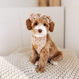 Lady - 12 Days of Christmas - Apricot female Goldendoodle puppy in Syracuse, Indiana from The Doodle Cove