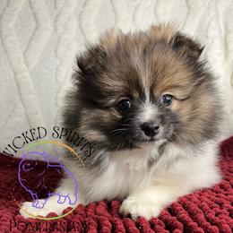 HOLD AKC Sunny - Orange parti female Pomeranian puppy in Watkins Glen, New York from Wicked Spirits Pomeranians