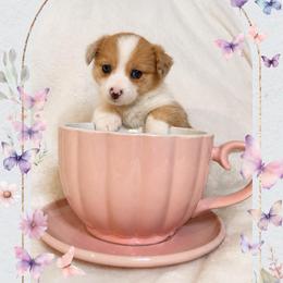 Francesca Bridgerton - Red merle and white female American Corgi puppy in Lake Havasu City, Arizona from London Bridge Corgis