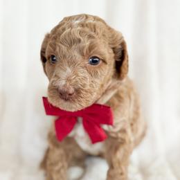 Sailer - Cream male Goldendoodle puppy in Escalon, California from Miley&Co.