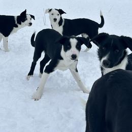 Border Collie puppies from Henam Border Collies