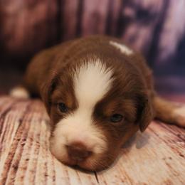 Yule - Red tri male Miniature Australian Shepherd puppy in Macomb, Missouri from Faunus Farms and Aussies