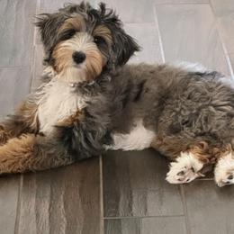 Blue - Bernedoodle