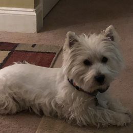 Mister - West Highland White Terrier