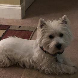 Mister - West Highland White Terrier