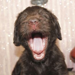 Bernedoodle, Goldendoodle, and Labradoodle Puppies from Doodle Nation