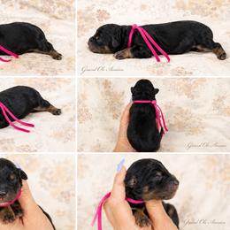 Magnolia - Black phantom female Aussiedoodle puppy in Weatherford, Texas from Grand Ole Aussies