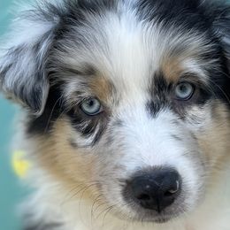 Girl 1 - Australian Shepherd puppy in Perkasie, Pennsylvania from Kid’s Kingdom Australian Shepherds