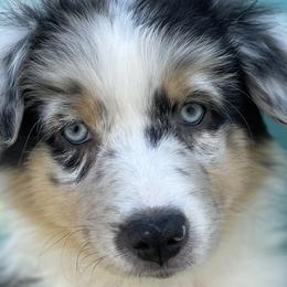 Girl 1 - Australian Shepherd puppy in Perkasie, Pennsylvania from Kid’s Kingdom Australian Shepherds