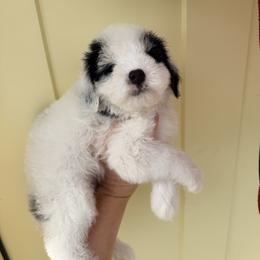 Girl 1 - Black and white female Bernedoodle puppy in Lehi, Utah from Heart J Bernedoodles