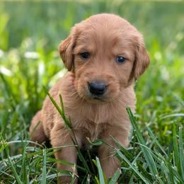 Red - Dark golden male Golden Retriever puppy in Midland, North Carolina from Alger Farm, LLC