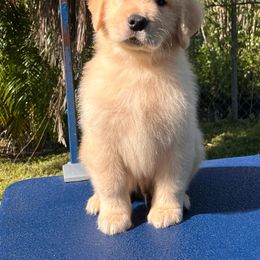 Golden Retriever Puppies from Dreamers Goldens