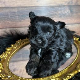 Vivo - Black and tan male Yorkshire Terrier puppy in Tulsa, Oklahoma from Conns Cuddly Canines