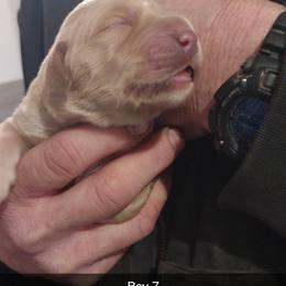 Boy 7 - Golden male Golden Retriever puppy in Grand Meadow, Minnesota from Root River Retrievers