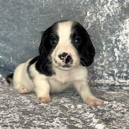 Blue collar - Piebald male Dachshund puppy in Poteau, Oklahoma from Sisters Dazzling Dachshunds