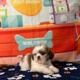 CKC Boy 1 - Gold and white male Shih Tzu puppy in Houston, Texas from Paws n Claws
