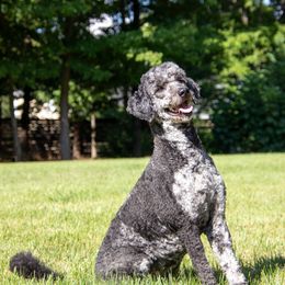 Liberty - Aussiedoodle