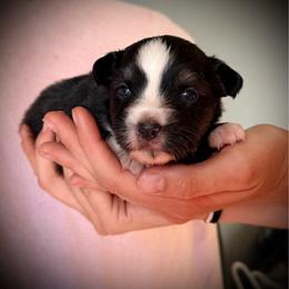 Mouse - Black tri female Toy Australian Shepherd puppy in North Lakeport, California from Wild Rose Ranch