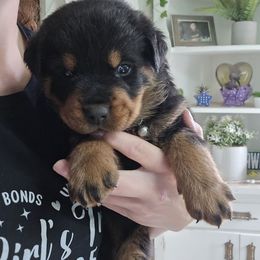Light Blue - Black and mahogany male Rottweiler puppy in Tangent, Oregon from Raya's Royals