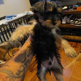 Boy 1 - Black and tan male Silky Terrier puppy in City Of Orange, New Jersey from Fur-Ever Friends