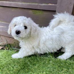 Bichon Frise Puppies from Christen’s Puppy Land