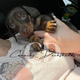 Dachshund Puppies from Camacho_Dachshunds