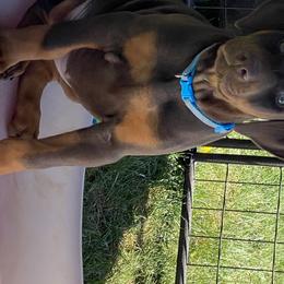 Doberman Pinscher Puppies from Jensen Dobermans