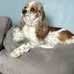 Bambi - Cocker Spaniel