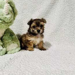 'Dopey' - Tan male Morkie puppy in Durand, Wisconsin from Larson’s Legacy Aussome Aussie Kennels