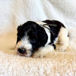 Ramen (Black) - Black and white male Bernedoodle puppy in Rockwall, Texas from Glory Doodles