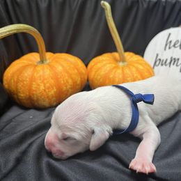Boy 2 - White and black Dalmatian puppy in Haines City, Florida from Magnolia & Sullivan Dalmatians