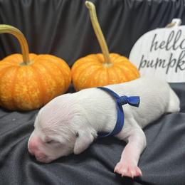 Boy 2 - White and black Dalmatian puppy in Haines City, Florida from Magnolia & Sullivan Dalmatians