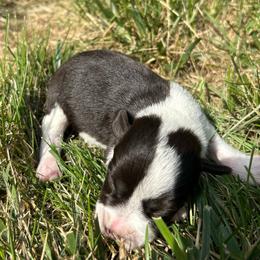 Susie - Parti female Miniature Schnauzer puppy in Clover, South Carolina from Bobo’s Babies Kennels