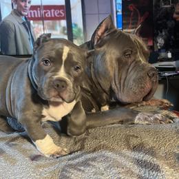 American Bully Puppies from M&M XL Bully Kennel