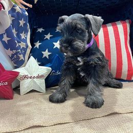 Miniature Schnauzer Puppies from Timeless Miniature Schnauzers