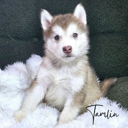 Tamlin - Red and white male Alaskan Malamute puppy in Kellerman, Alabama from Sunset Malamutes