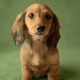 Honey - Cream female Dachshund puppy in Pflugerville, Texas from Dream A Dream Dachshunds