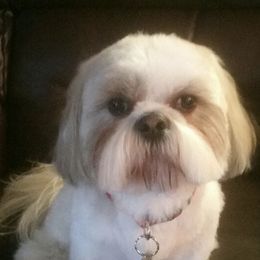 Shih Tzus from JuJenn Shih Tzus