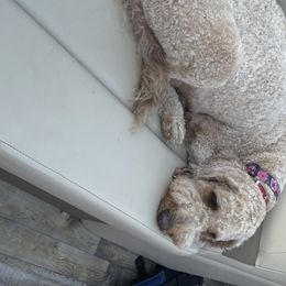 Sadie - Goldendoodle