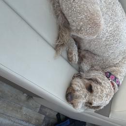 Sadie - Goldendoodle