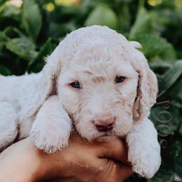 Cockapoo Puppies from Big Sky Cockapoos