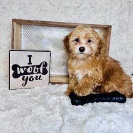 Jack-Jack - Brown male Maltipoo puppy in West Jordan, Utah from Mid Sized Maltipoos and More LLC
