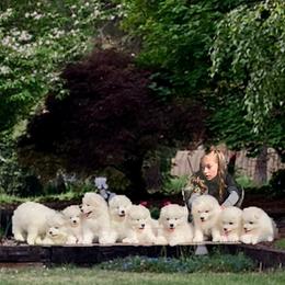 Samoyed puppies from White Cloud Samoyeds